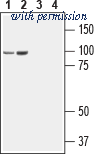 Alomone Labs BLP-NR037 image 1