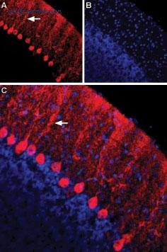 Alomone Labs BLP-NR051 image 1
