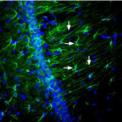 Alomone Labs BLP-NR052 image 1