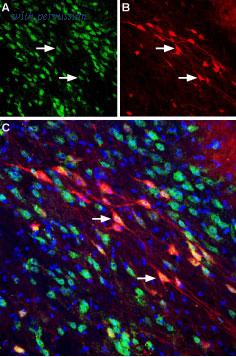 Alomone Labs BLP-NR062 image 1