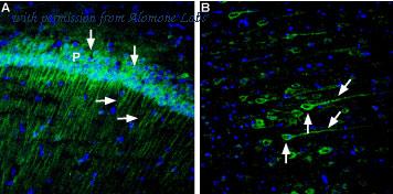 Alomone Labs BLP-NR090 image 1