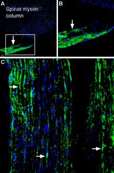 Alomone Labs BLP-NR091 image 1