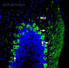 Alomone Labs BLP-NR120 image 1