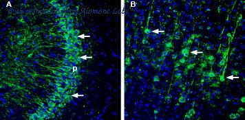 Alomone Labs BLP-NR151 image 1