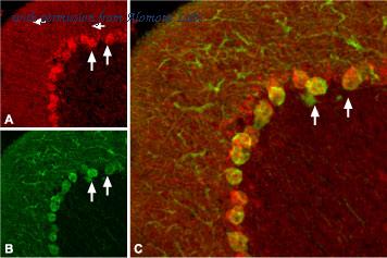 Alomone Labs BLP-NT006 image 1