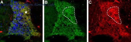 Alomone Labs BLP-NT012 image 1