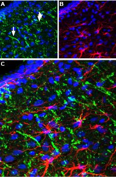 Alomone Labs BLP-NT016 image 1