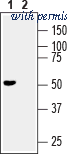 Alomone Labs BLP-NT023 image 1