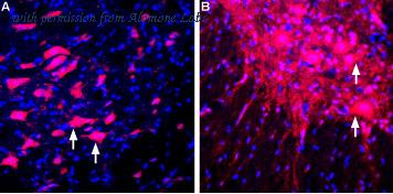 Alomone Labs BLP-NT032 image 1