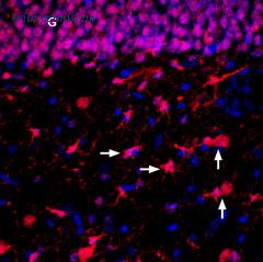 Alomone Labs BLP-NT052 image 1