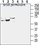 Alomone Labs BLP-NT053 image 1