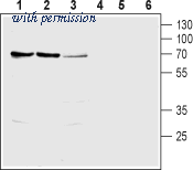 Alomone Labs BLP-NT061 image 1