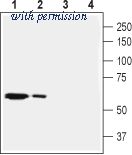Alomone Labs BLP-NT062 image 1