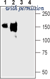 Alomone Labs BLP-NT072 image 1