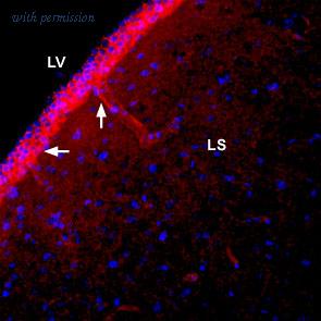 Alomone Labs BLP-NT075 image 1
