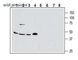 Alomone Labs BLP-NT083 image 1