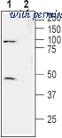 Alomone Labs BLP-NT111 image 1