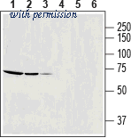 Alomone Labs BLP-NT112 image 1