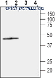 Alomone Labs BLP-NT142 image 1