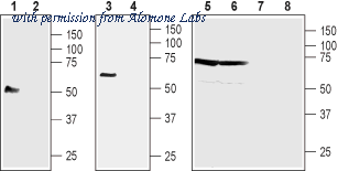 Alomone Labs BLP-NT144 image 1