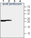 Alomone Labs BLP-NT149 image 1