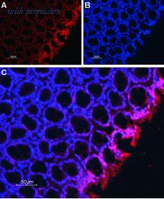 Alomone Labs BLP-NX002 image 1