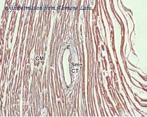 Alomone Labs BLP-NX011 image 1