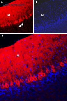 Alomone Labs BLP-NX012 image 1