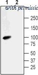 Alomone Labs BLP-NX033 image 1