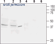 Alomone Labs BLP-OR015 image 1
