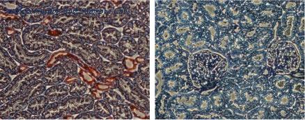 Alomone Labs BLP-PC001 image 1