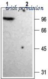 Alomone Labs BLP-PC007 image 1