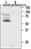 Alomone Labs BLP-PC009 image 1