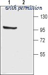 Alomone Labs BLP-PC014 image 1