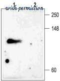 Alomone Labs BLP-PC019 image 1