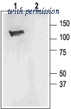 Alomone Labs BLP-PC021 image 1