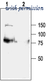 Alomone Labs BLP-PC022 image 1