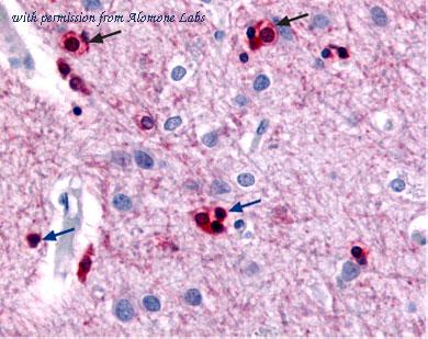 Alomone Labs BLP-PC028 image 1