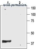 Alomone Labs BLP-PC035 image 1