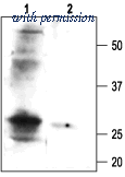 Alomone Labs BLP-PC036 image 1