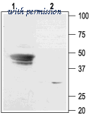 Alomone Labs BLP-PC038 image 1