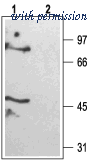 Alomone Labs BLP-PC040 image 1