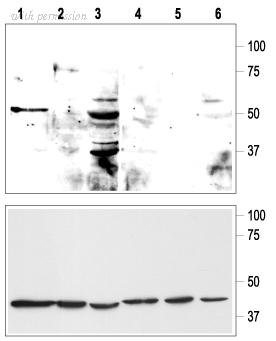 Alomone Labs BLP-PC044 image 1