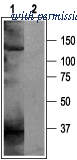 Alomone Labs BLP-PC053 image 1