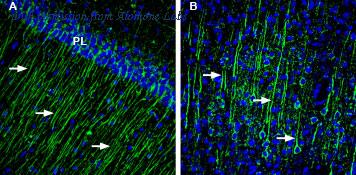 Alomone Labs BLP-PC061 image 1