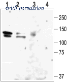 Alomone Labs BLP-PC104 image 1