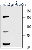 Alomone Labs BLP-PC113 image 1