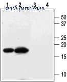 Alomone Labs BLP-PC118 image 1