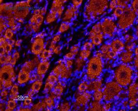 Alomone Labs BLP-PC122 image 1