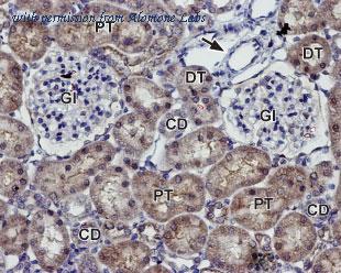 Alomone Labs BLP-PC125 image 1